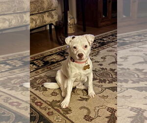 Jack Russell Terrier-Unknown Mix Dogs for adoption in Rootstown, OH, USA