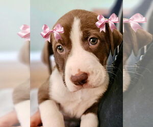 Beagle-Border Collie Mix Dogs for adoption in Mt. Laurel, NJ, USA