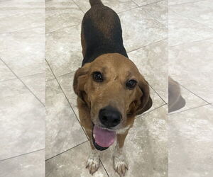 Mutt Dogs for adoption in Hilton Head, SC, USA