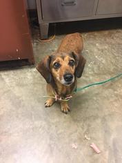Dachshund Dogs for adoption in Columbus, GA, USA