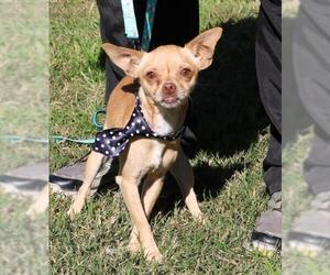 Chihuahua Dogs for adoption in Bandera, TX, USA