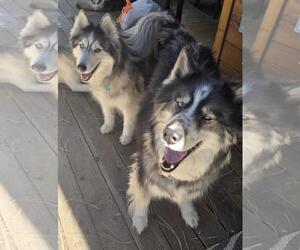 Siberian Husky-Unknown Mix Dogs for adoption in Incline Village, NV, USA
