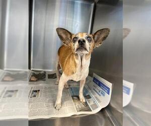 Chihuahua-Unknown Mix Dogs for adoption in San Antonio, TX, USA