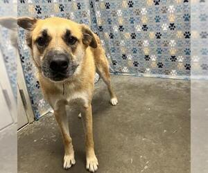 German Shepherd Dog Dogs for adoption in Rosenberg, TX, USA