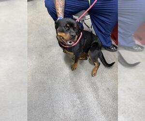 Rottweiler Dogs for adoption in Forestville, MD, USA