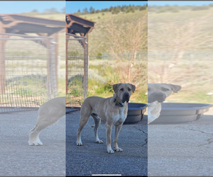 Anatolian Shepherd-Unknown Mix Dogs for adoption in Higley, AZ, USA