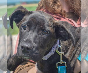 Holland Shepherd-Unknown Mix Dogs for adoption in Huntley, IL, USA