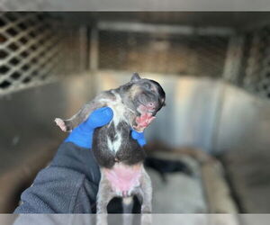 Doberman Pinscher-German Shepherd Dog Mix Dogs for adoption in HESPERIA, CA, USA