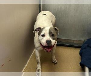 American Pit Bull Terrier Dogs for adoption in Martinez, CA, USA