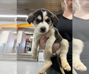 Huskies -Unknown Mix Dogs for adoption in Calgary, Alberta, Canada