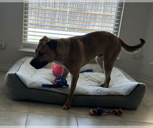 Boxer-Unknown Mix Dogs for adoption in McKinney, TX, USA