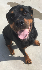 Rottweiler Dogs for adoption in Shaftsbury, VT, USA