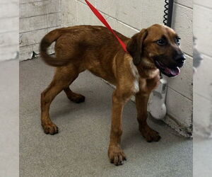 Bloodhound-Unknown Mix Dogs for adoption in San Bernardino, CA, USA