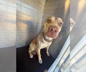 American Staffordshire Terrier-Unknown Mix Dogs for adoption in San Antonio, TX, USA