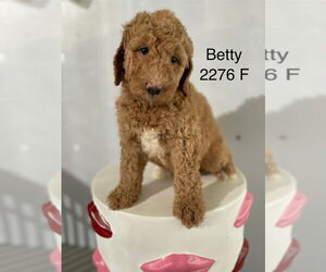 Golden Retriever Dogs for adoption in Studio City, CA, USA