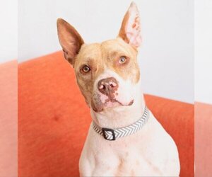 American Staffordshire Terrier-Unknown Mix Dogs for adoption in Kanab, UT, USA