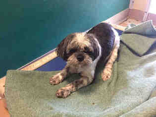 Shih Tzu Dogs for adoption in Texas City, TX, USA