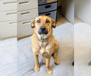 Black Mouth Cur-Unknown Mix Dogs for adoption in Frisco, CO, USA