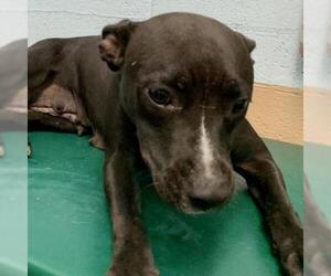 Labrador Retriever Dogs for adoption in Lucedale, MS, USA