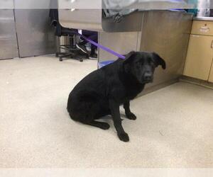 Labrador Retriever Dogs for adoption in Riverside, CA, USA