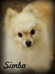 Medium Photo #1 Pomeranian Puppy For Sale in Anaheim Hills, CA, USA