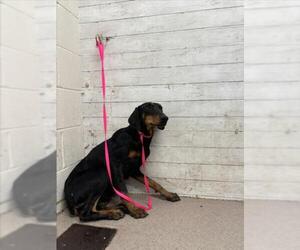 Doberman Pinscher Dogs for adoption in San Bernardino, CA, USA
