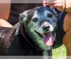 Borador Dogs for adoption in Boise, ID, USA