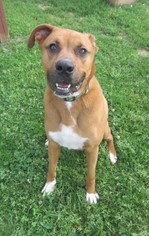Boxer Dogs for adoption in Franklin, TN, USA