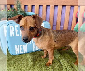 Dachshund-Unknown Mix Dogs for adoption in Genesee, WI, USA