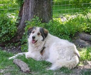 Small Australian Shepherd-Great Pyrenees Mix