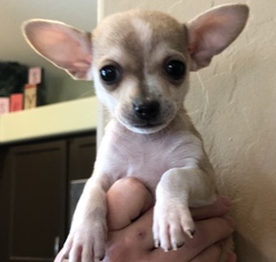 Chihuahua Dogs for adoption in Queen Creek, AZ, USA
