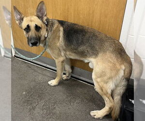 German Shepherd Dog Dogs for adoption in Forestville, MD, USA