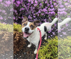 Mutt Dogs for adoption in Rockaway, NJ, USA
