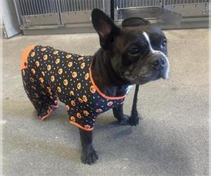 French Bulldog Dogs for adoption in Downey, CA, USA