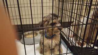 Aussiedoodle Miniature  Dogs for adoption in Glen Haven, WI, USA