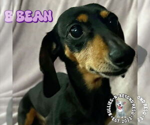 Dachshund Dogs for adoption in Omaha, NE, USA