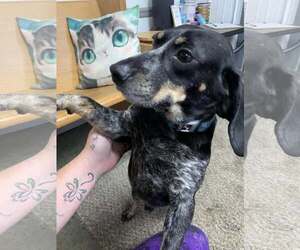 Basset Hound-Bluetick Coonhound Mix Dogs for adoption in Fairfield, IL, USA