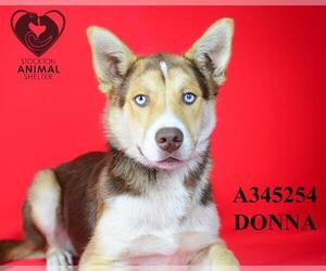 Siberian Husky Dogs for adoption in Stockton, CA, USA