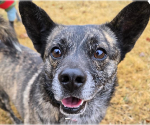 Mutt Dogs for adoption in San Ramon, CA, USA