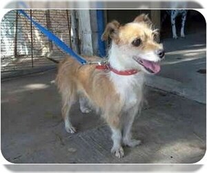Chihuahua-Unknown Mix Dogs for adoption in San Diego, CA, USA