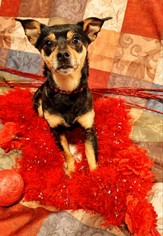 Miniature Pinscher Dogs for adoption in Salt Lake City, UT, USA