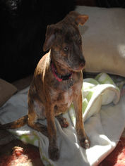 Boston Huahua Dogs for adoption in Colorado Springs, CO, USA