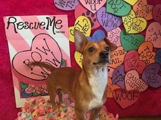Medium Photo #1 Chug Puppy For Sale in Albuquerque, NM, USA