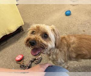 Mutt Dogs for adoption in Redwood City, CA, USA