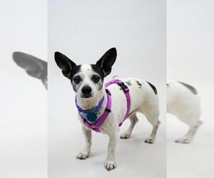 Rat-Cha Dogs for adoption in Princeton, MN, USA