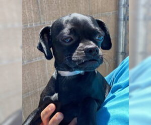 Pug Dogs for adoption in Salinas, CA, USA