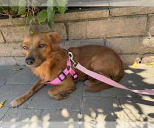 Cocker Spaniel-Unknown Mix Dogs for adoption in Rancho Cucamonga, CA, USA
