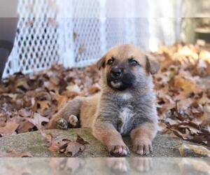 German Shepherd Dog Dogs for adoption in Hoffman Estates, IL, USA