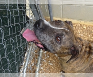 American Staffordshire Terrier Dogs for adoption in Athens, AL, USA