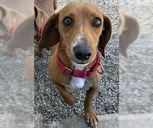 Basschshund Dogs for adoption in Deepwater, NJ, USA